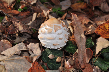 Autumn wild mushrooms,edible,reddish