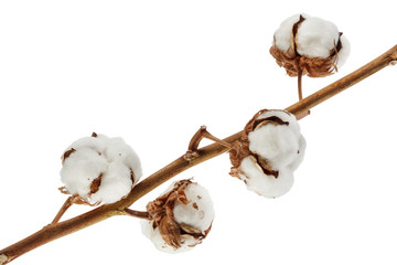 Cotton isolated on white