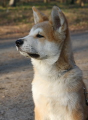 Akita Inu
