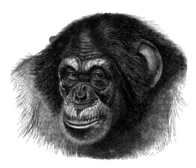 Monkey : Chimpanzee