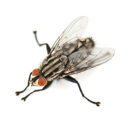 house fly on white