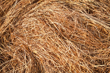 hay texture