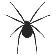 cartoon image of latrodectus hasselti