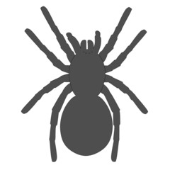 cartoon image of tarantula spider