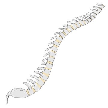 cartoon image of human spine