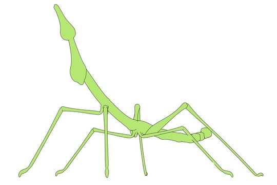 cartoon image of stick insect