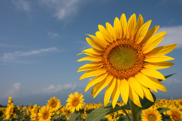 ヒマワリ畑と青空