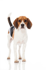 Beagle