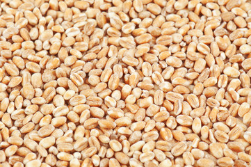wheat texture