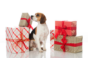 Hund mit Geschenken