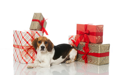 Beagle mit Geschenken