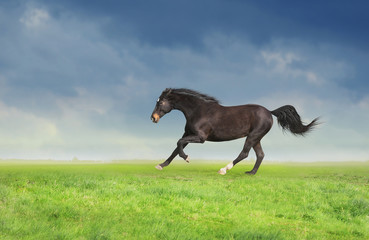 Black horse running at full gallop on morning field