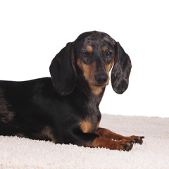 Tigerdackel liegt auf Decke - dachshund on blanket