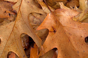 Close view of dried fall red oak leaves