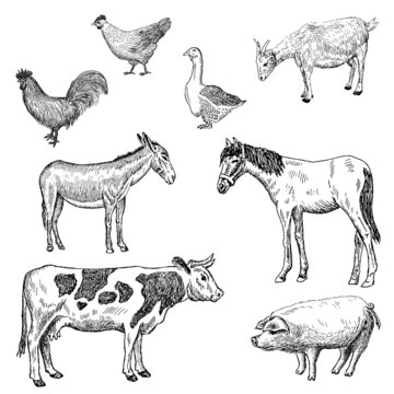 farm animals