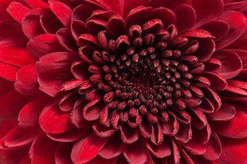 red chrysanthemum flower