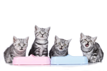 Vier Kätzchen am Futternapf - kitten food bowl