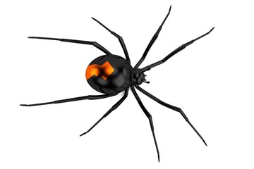 realistic 3d render of latrodectus hasselti