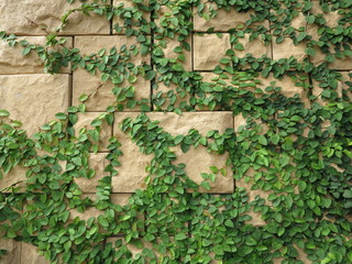 Tree  with brick wall background