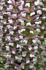 Decorative cultivated flowers. Background.