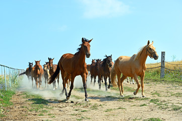 Horses on the farm in summer