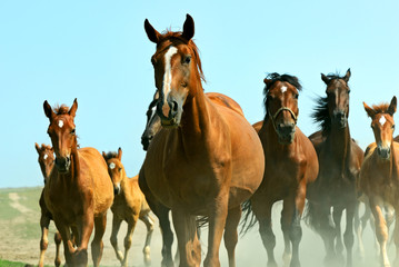 Fototapeta na wymiar Horses on the farm in summer