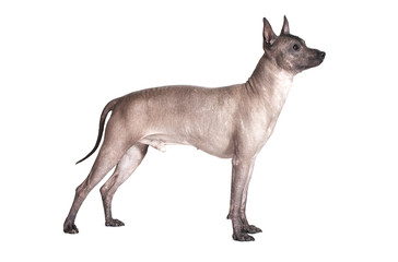 Mexican xoloitzcuintle male dog isolated on white