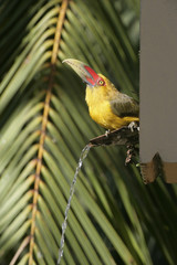 Saffron toucanet, Baillonius bailloni