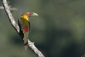 Saffron toucanet, Baillonius bailloni