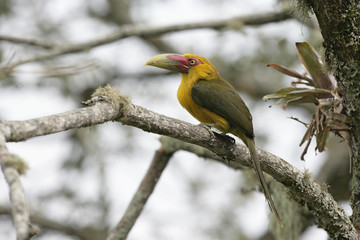 Saffron toucanet, Baillonius bailloni