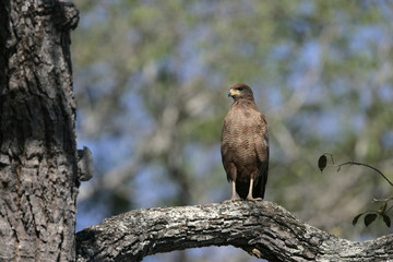 Savanna hawk, Buteogallus meridionalis