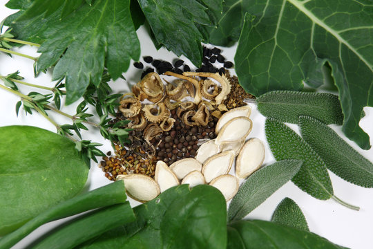 Seeds and plants from the garden