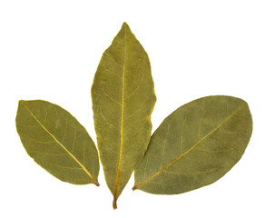 Fototapeta premium Aromatic bay leaves