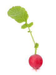 Small garden radish with leaves
