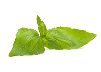Sweet basil leaves