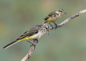 Yellow Wagtails Juvenile