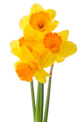 Daffodil flower or narcissus  bouquet  isolated on white backgro - obrazy, fototapety, plakaty