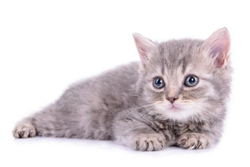 Fototapeta premium Scottish tabby kitten