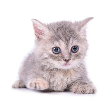 Scottish tabby kitten