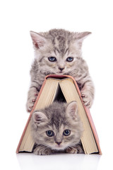 kittens with book