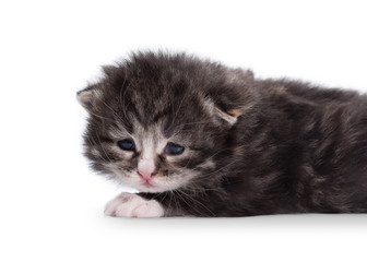 Tortie siberian kitten on white background