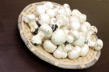funghi