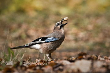 jay