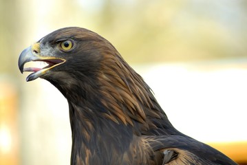 Adler
