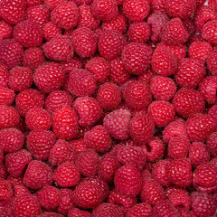 Raspberry fruit background