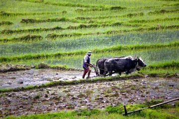 Zelfklevend Fotobehang farmer plowing with ox cart © kagemusha