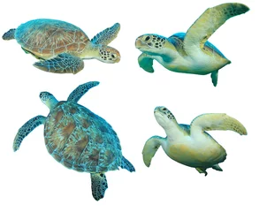 Poster Tortue Green Sea Turtles isolated on white
