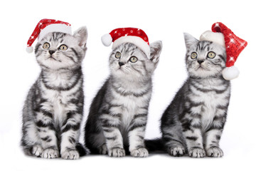 Fototapeta na wymiar Trzy świąteczne kotek - Boże Narodzenie kotek