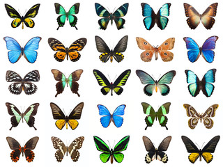 Naklejka premium Tropical butterflies
