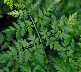 Ornamental grass in the garden